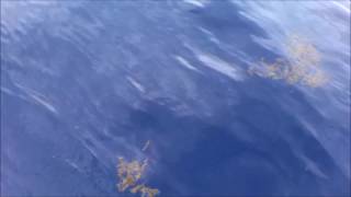 Mahi Hitting On Nekid Ball Jigz Marathon, Fl