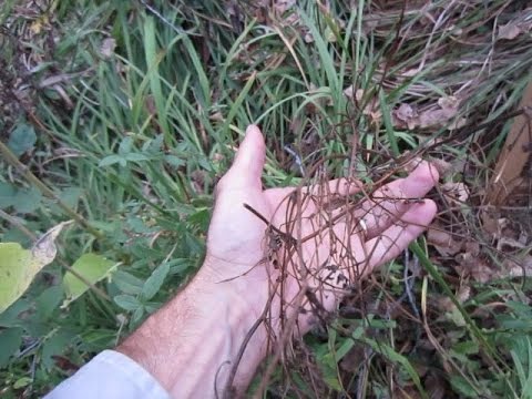 วีดีโอ: การปลูกพืชมงกุฎ: เรียนรู้วิธีใช้ Crown Vetch สำหรับสวนหลังบ้านที่เป็นธรรมชาติหรือพื้นที่ลาดเอียง