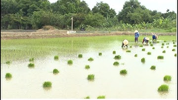 Một số lưu ý trong gieo cấy và chăm sóc lúa vụ mùa