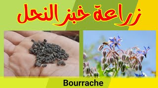 زراعة خبز النحل من البذرة، شاهد طريقة زراعة لسان الثور أو البوراج Bourrache