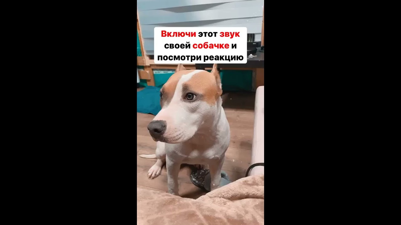 когда щенки станут спокойнее