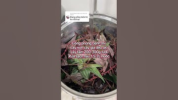 Cách dùng cây dòi tím #caythuocdoitim #caythuocdoi #caybomam #caythuocdoithanthantim