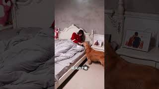 路虎總能治愈我們生活中的點點滴滴，我也不能落後，蒸上潤肺止咳的冰糖雪梨❤️#金毛路虎