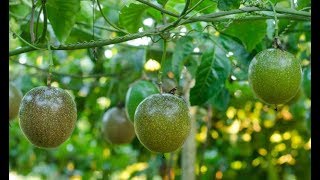 Passion fruit farming in Kenya and what you need to know