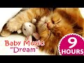 ❤ 9 Hours Lullaby music for kittens ❤ : Dream - Cats songs to sleep