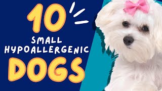 Top 10 Small Hypoallergenic Dogs 101 by Animal Facts 526 views 7 days ago 8 minutes, 42 seconds