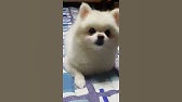 Lascia Ch'Io Pianga | 울게하소서 | 소프라노 진화신 - Youtube