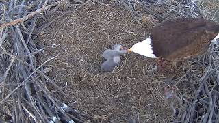 Xcel Energy Fort Saint Vrain Eagle Cam 16.04.2024