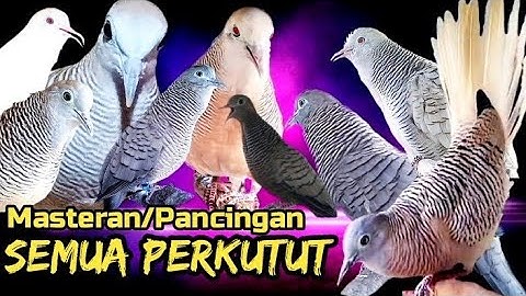 Pancingan Semua Jenis Perkutut Paling Komplit