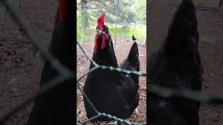 Ella hosts - The random Chickie Cam episode 1