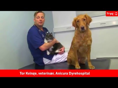 Video: Fem Veterinærmedisiner Som Kan Drepe Kjæledyret Ditt