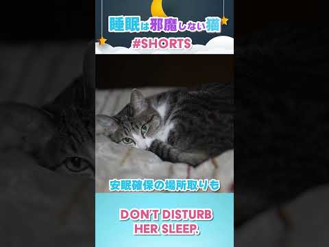 睡眠は邪魔しない猫 #shorts