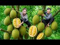 Harvesting +1000kg Giant Black Jackfruit | Peeling Seeds & Frying Egg Cakes in Rusty Iron Pan