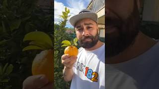 want to try my orange 🍊