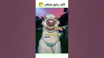 كلب رايح يخطب دبلجة مضحكة ضحك اكسبلور السعودية My Kingo كوميديا Funny دوبلاج كلب 