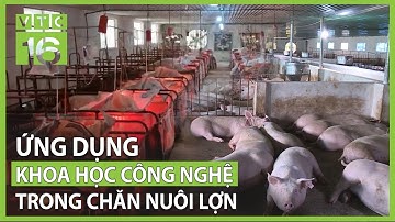 Ứng dụng khoa học công nghệ trong chăn nuôi lợn | VTC16