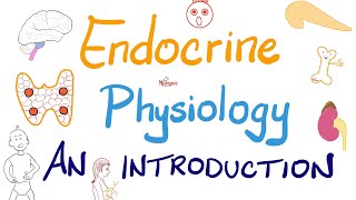 Endocrine Physiology (Part 2) | Endocrinology