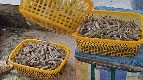 Thu hoạch tôm thẻ nuôi kết hợp với tôm càng xanh(29/10/2025)