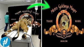 Nggak SEMUA Orang Tahu! Arti Dibalik Logo Studio Film Hollywood