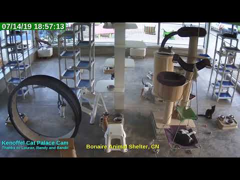 video editing software free Animal Shelter Bonaire Live Stream