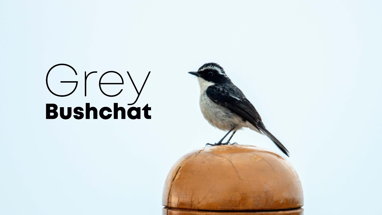 Grey Bushchat (Saxicola ferreus) | 4K | Mukteshwar, Uttarakhand, India