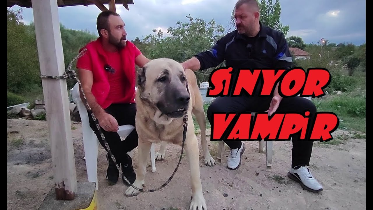 TÜRKİYE ŞAMPİYONLARINDAN EFSANE SİNYOR VAMPİR