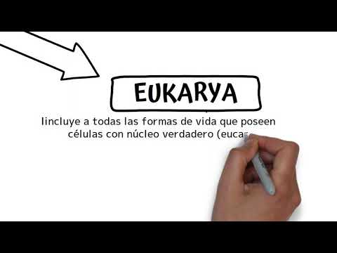 Video: ¿Qué reino es parte de eukarya y solo incluye organismos multicelulares?