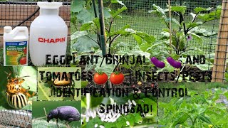 Eggplant/Brinjal🍆🍆 and Tomatoes🍅🍅 | Insects/Pests  Identification & Control - Spinosad!