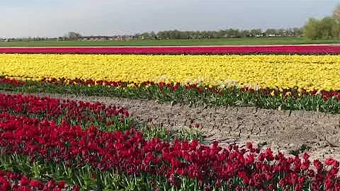 Hollands Tulip