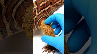 Tegu Shedding ASMR!
