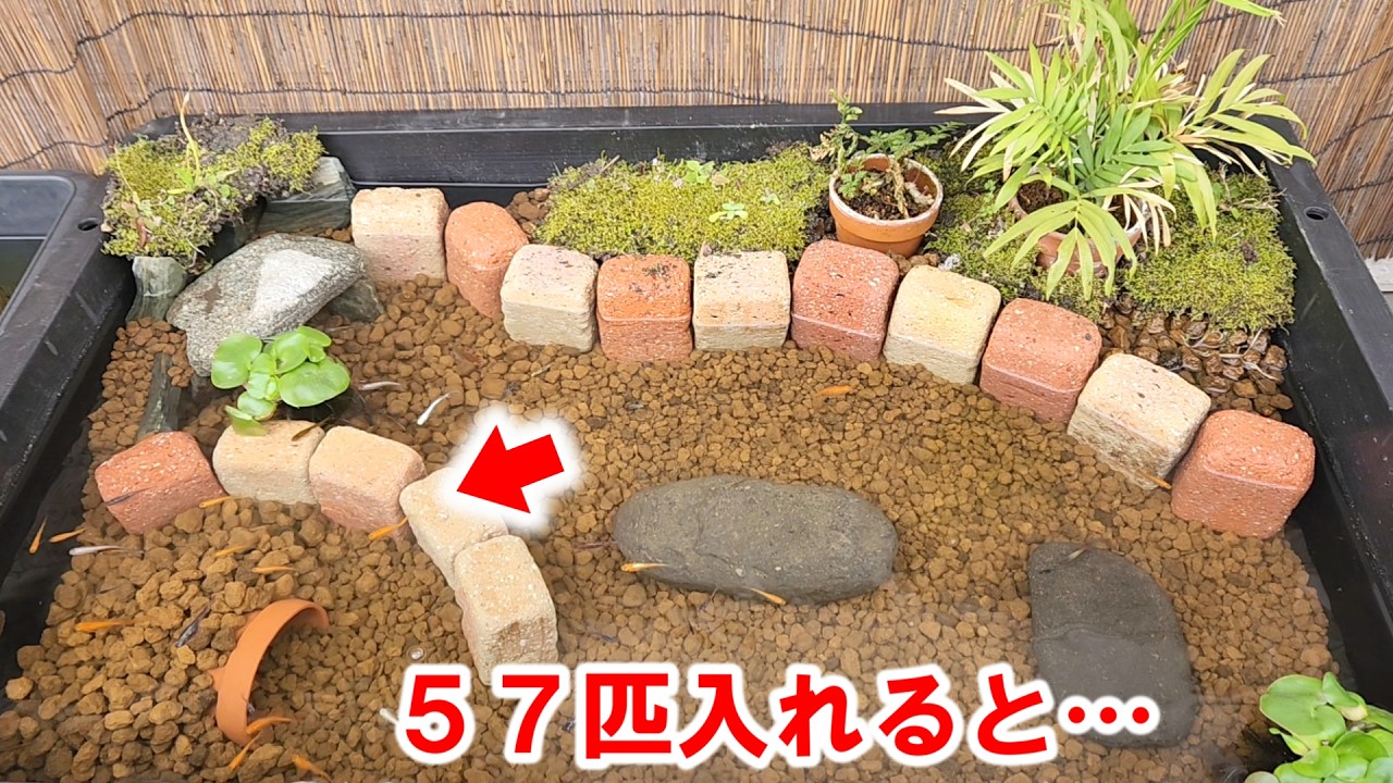 初心者でも超簡単！メダカの屋外ビオトープの作り方2026