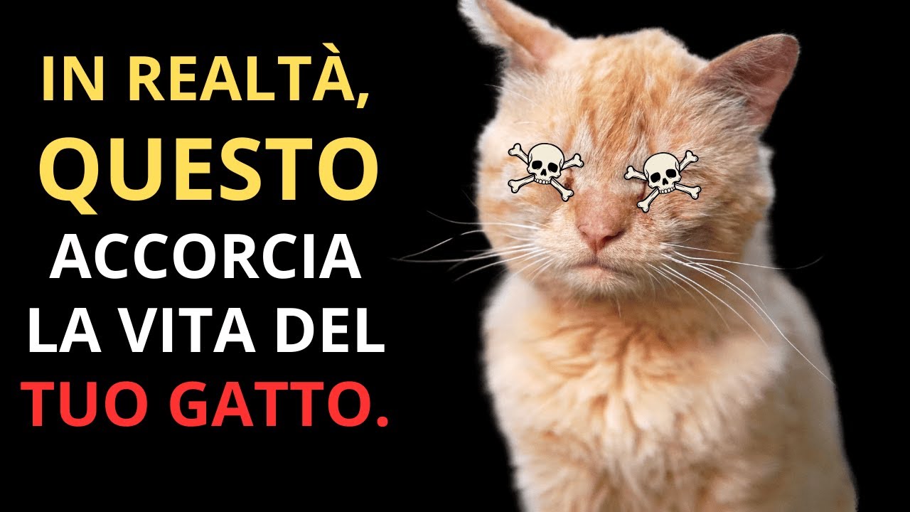 [Spaventoso se non lo sai] Un veterinario spiega le abitudini che accorciano la vita dei gatti