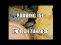 Schlange Pudding kann ins Terrarium umziehen