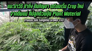 This guide explains how to propagate cannabis plants by taking cuttings, preparing for a new crop...