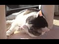【のらとキャットタワーの爪研ぎの補修】Repair a claw claw for your cat.