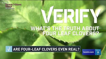 VERIFY: Are four-leaf clovers real?