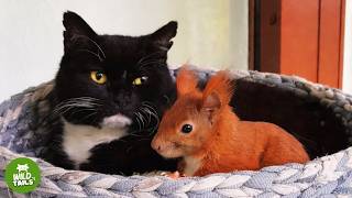 This Rescued Squirrel Thinks This Cat Is His Mom... And What He Does Is Incredible
