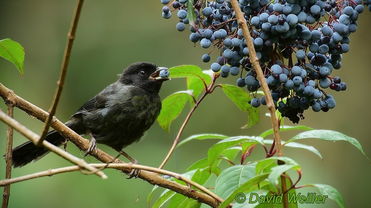 Hungry Hungry Brushfinch