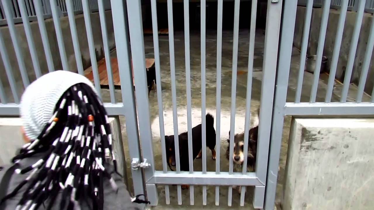 Wizyta w schronisku dla dla małych zwierząt we Wrocławiu