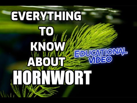 Video: Growing Hornwort Sa Ponds – Impormasyon at Pangangalaga sa Hornwort Coontail