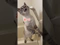 猫がお風呂場でめちゃくちゃ文句言ってるんですが…