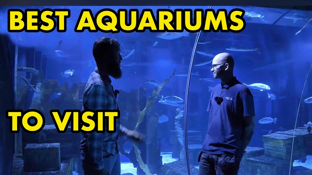 UK & Irish Aquariums You NEED to Visit!