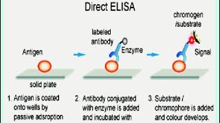 DIRECT AND INDIRECT ELISA ( Enzyme linked Immunosorbent Assay)