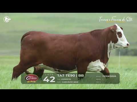 LOTE 42 - TAT TE 90 - FÊMEA BRAFORD