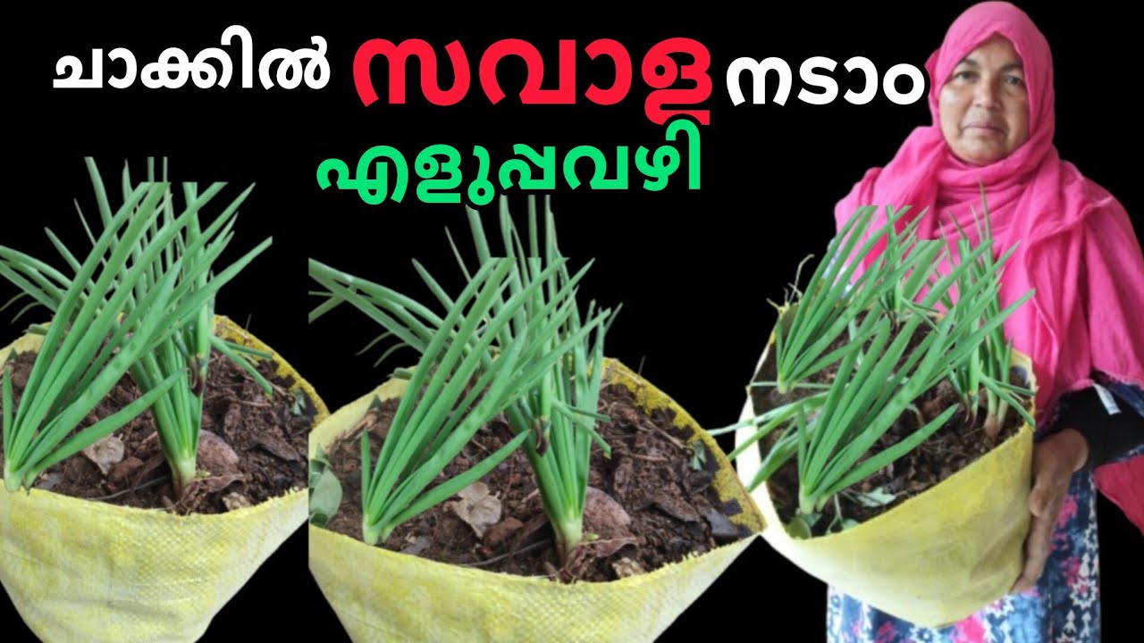 ചാക്കും കരിയിലയും ഉണ്ടോ വരീ നമുക്ക് വലിയുള്ളി നടാലോ 👌🏻👌🏻