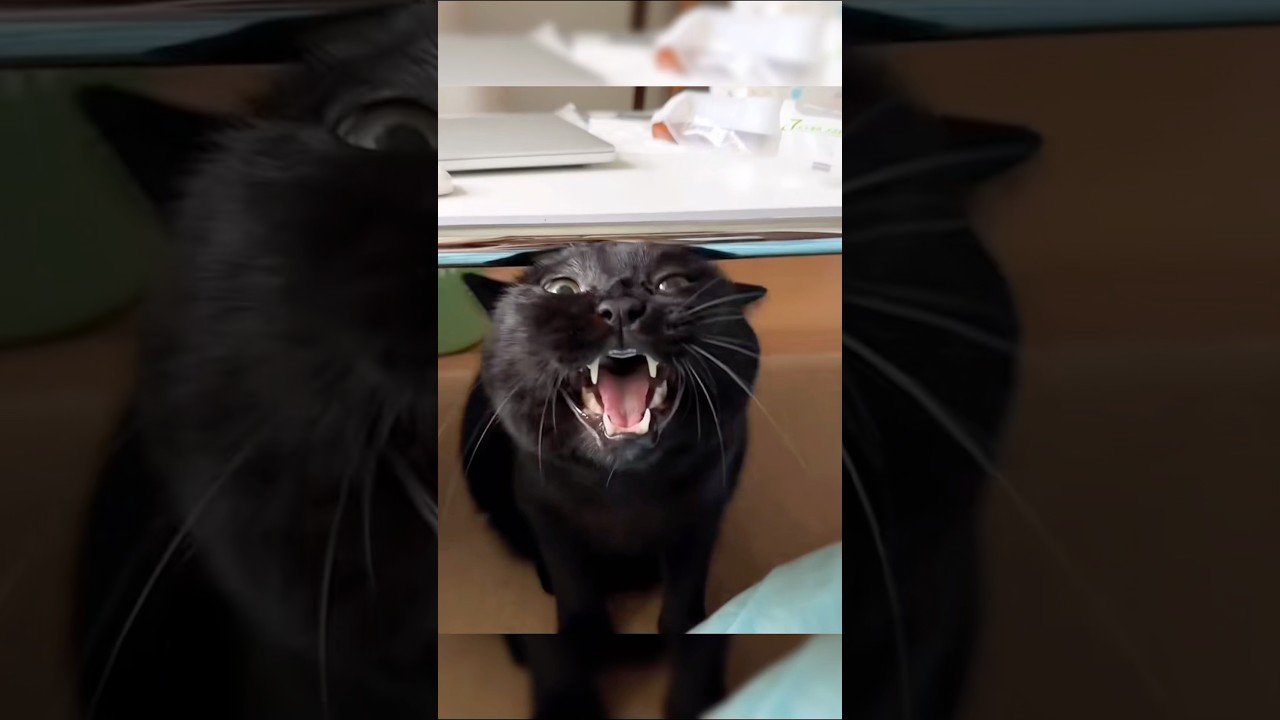 Энергия черного кота отличается от энергии рыжего кота. 😹🐈‍⬛