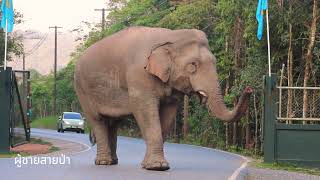 พี่เดี่ยวเดินชิวๆขึ้นผาตรอมใจ #พลายเดี่ยวหลับ #อุทยานแห่งชาติเขาใหญ่ #elephantthailand