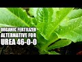 Organic fertilizer na pwedeng pamalit sa urea para sa tanim na leafy vegetables