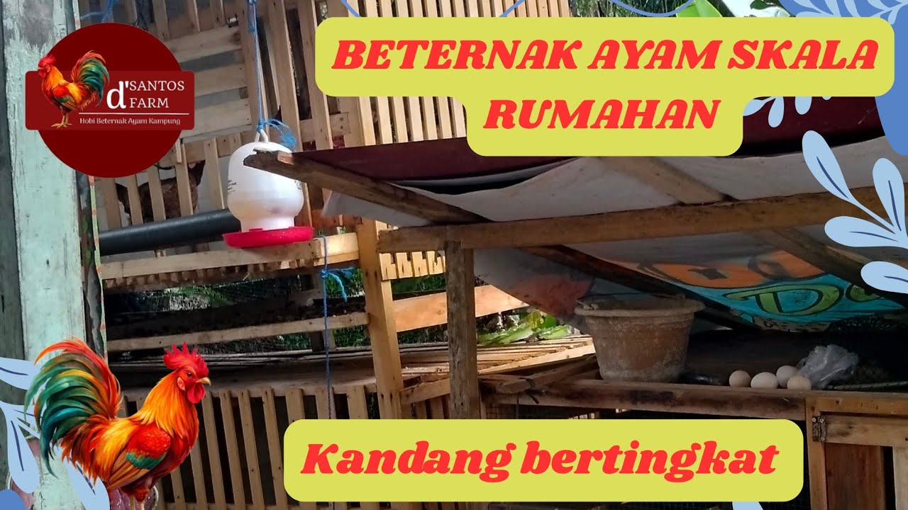 KANDANG BERTINGKAT!! APA KELEBIHAN DAN KEKURANGAN NYA??