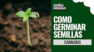 Cannabis - Cómo Germinar Semillas? - Cultivo Principiantes